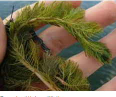 Stopping the Spread: The History of Managing Milfoil in Lake Luzerne Thursday, August 11th 6:30 pm